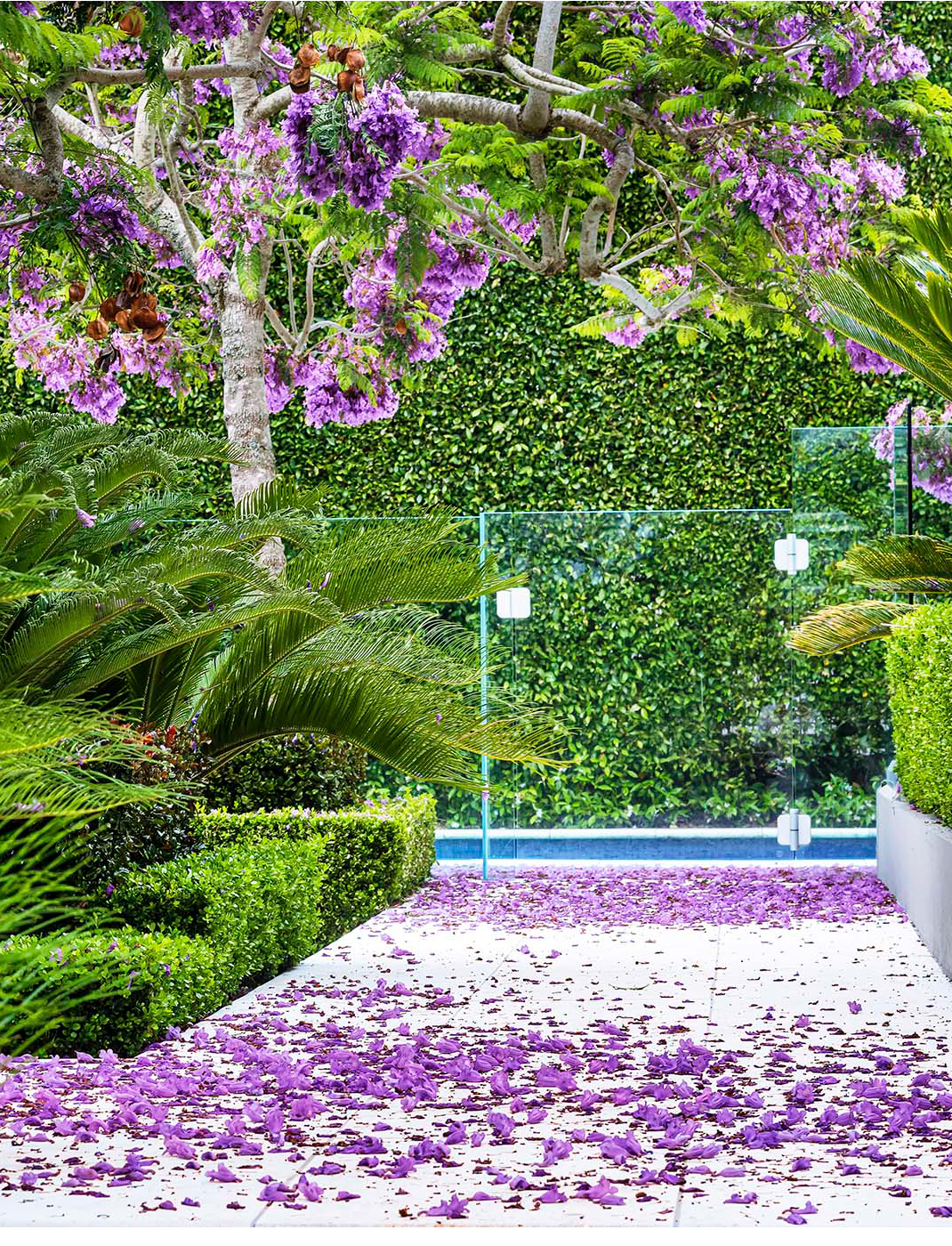 12154 Humphreys Jacaranda Ver